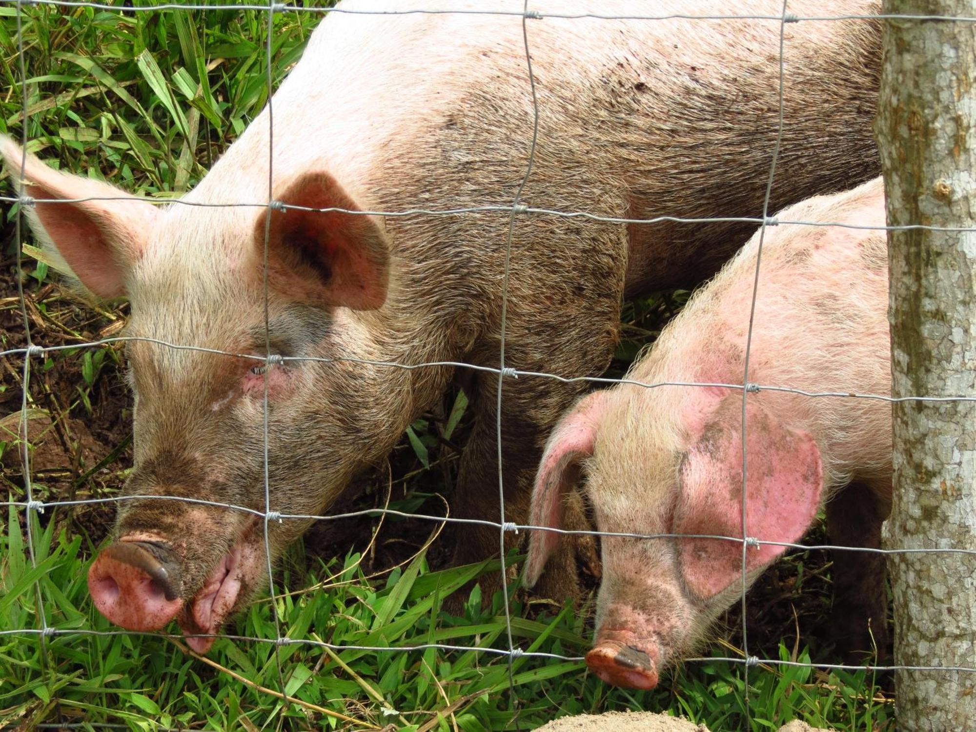 Vocare Finca Agroecologica Upala Eksteriør billede