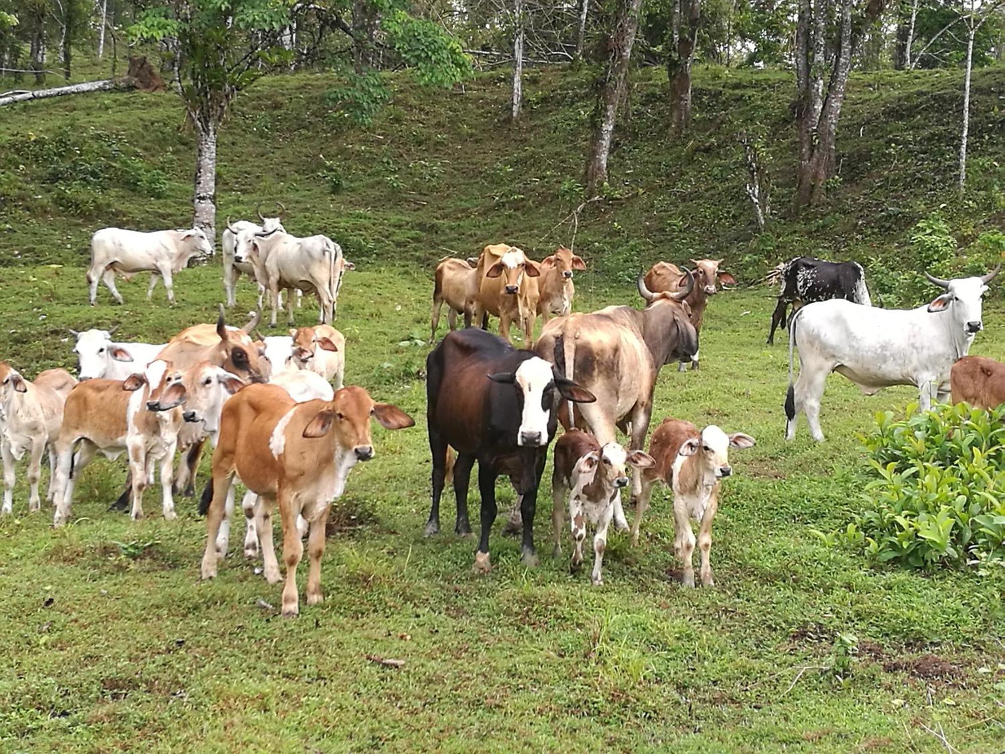 Vocare Finca Agroecologica Upala Eksteriør billede